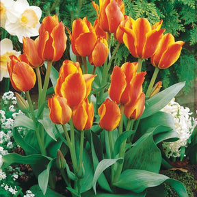 10 Tulipes botaniques Compostella - Tulipa botanique Winnipeg - Plantes