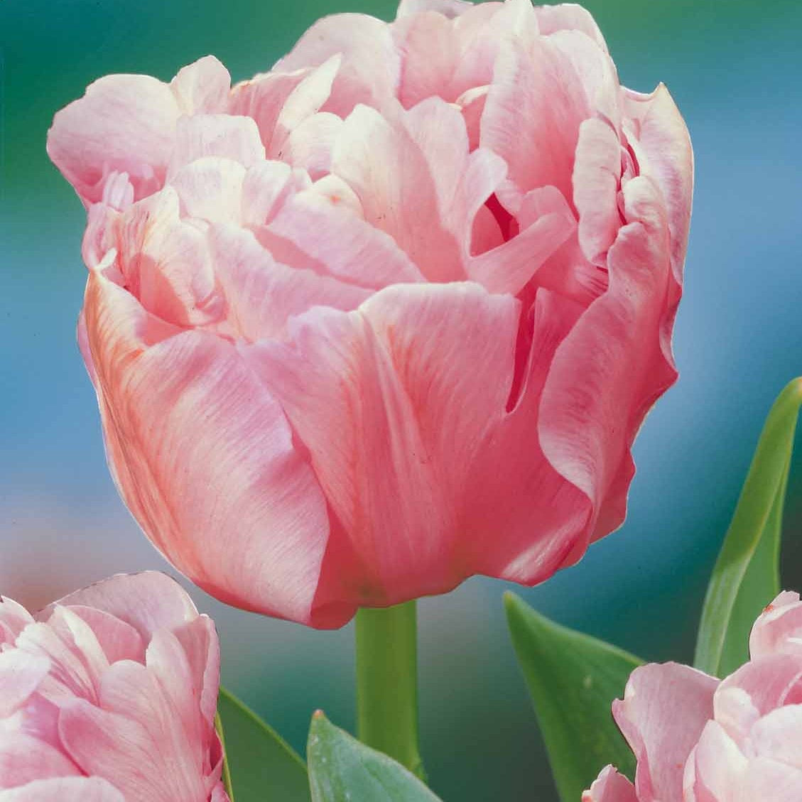 10 Tulipes à fleurs de pivoine Angélique - EXTRA - Tulipa angélique - Tulipe