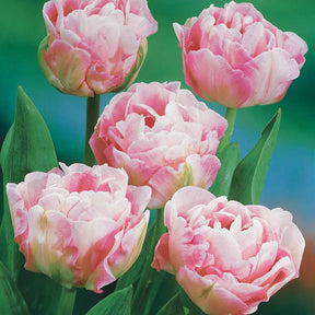 10 Tulipes à fleurs de pivoine Angélique - EXTRA - Tulipa angélique - Bulbes à fleurs