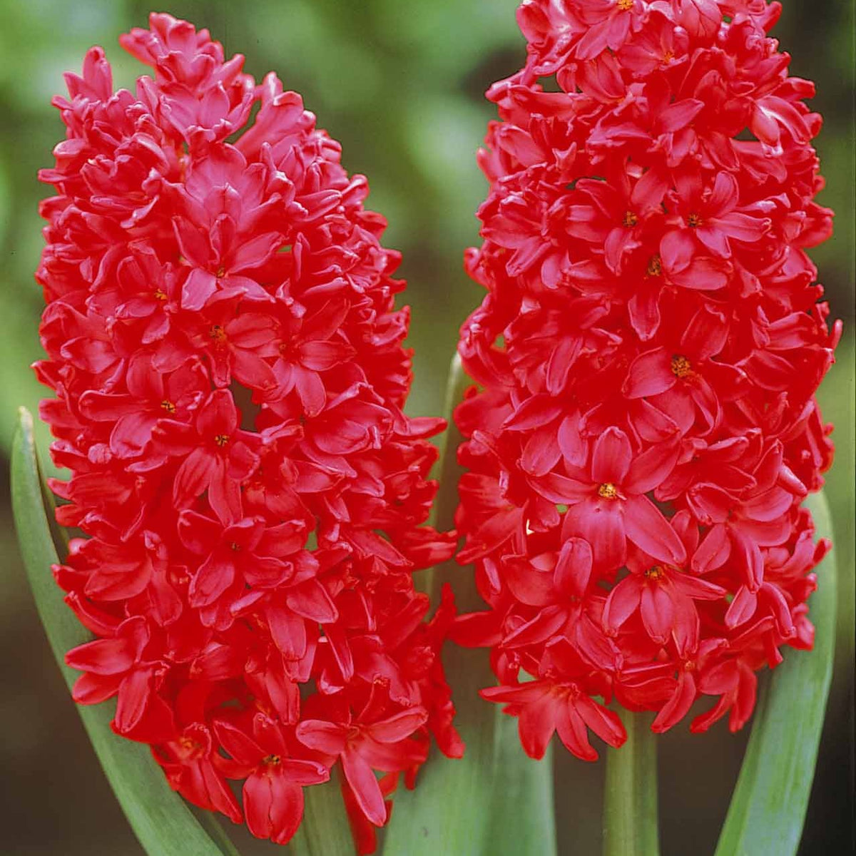6 Jacinthes Jan Bos rouge - Hyacinthus orientalis jan bos - Bulbes à fleurs
