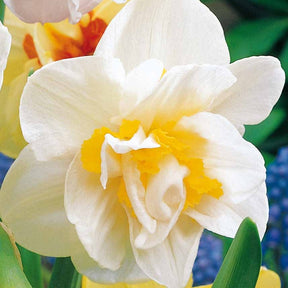 10 Narcisses à fleurs doubles White Lion - Willemse