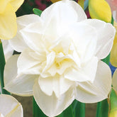 10 Narcisses à fleurs doubles Obdam - Willemse