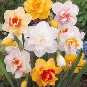 10 Narcisses à fleurs doubles Acropolis - Narcissus acropolis - Willemse