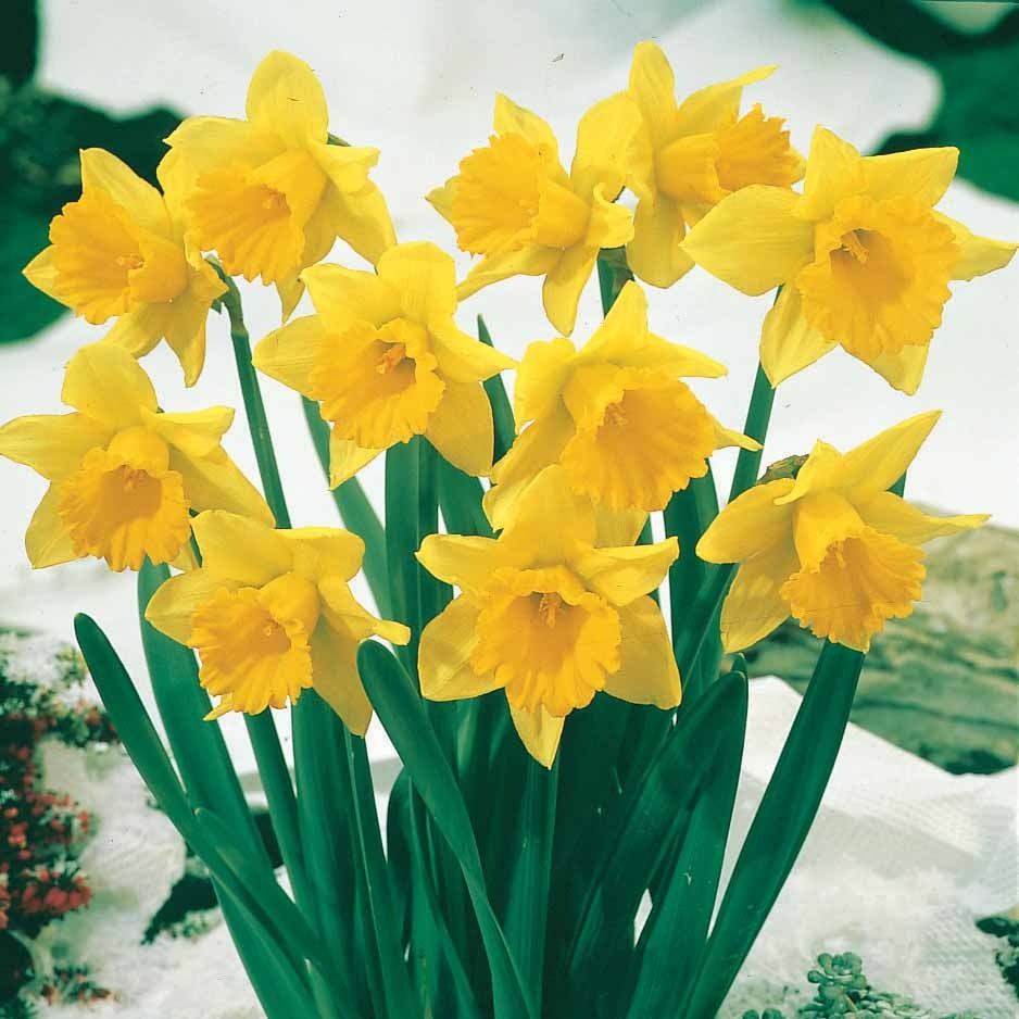 10 Narcisses Rijnveld Early Sensation - Narcissus rijnsveld early sensation - Willemse