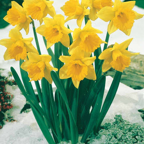 10 Narcisses Rijnveld Early Sensation - Narcissus rijnsveld early sensation - Willemse