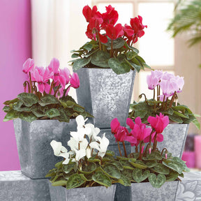 3 Mini-cyclamens Super série - Cyclamen super série - Willemse
