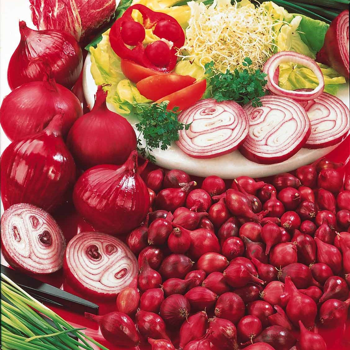 Allium cepa de brunswick - Oignon Rouge foncé de Brunswick - Bulbes d'oignons