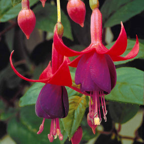 Fuchsia brilliant - 3 Fuchsias résistants au gel Brilliant - Fuchsia