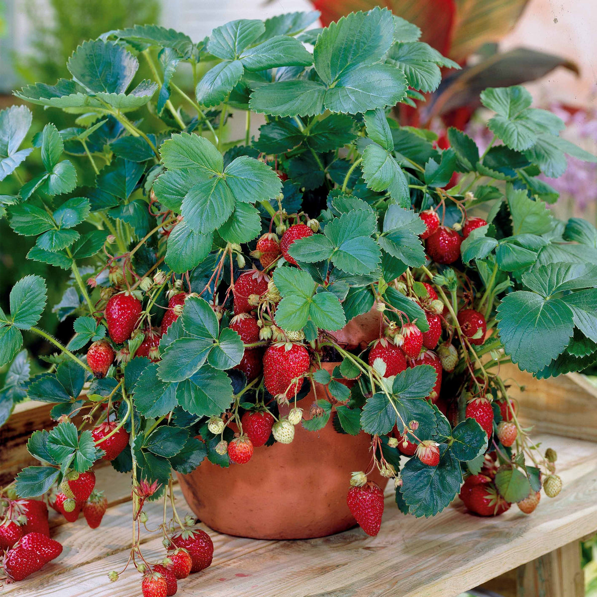 Fraisier remontant Maestro ® - Fragaria maestro ® cov 89.98.1 - Plantes