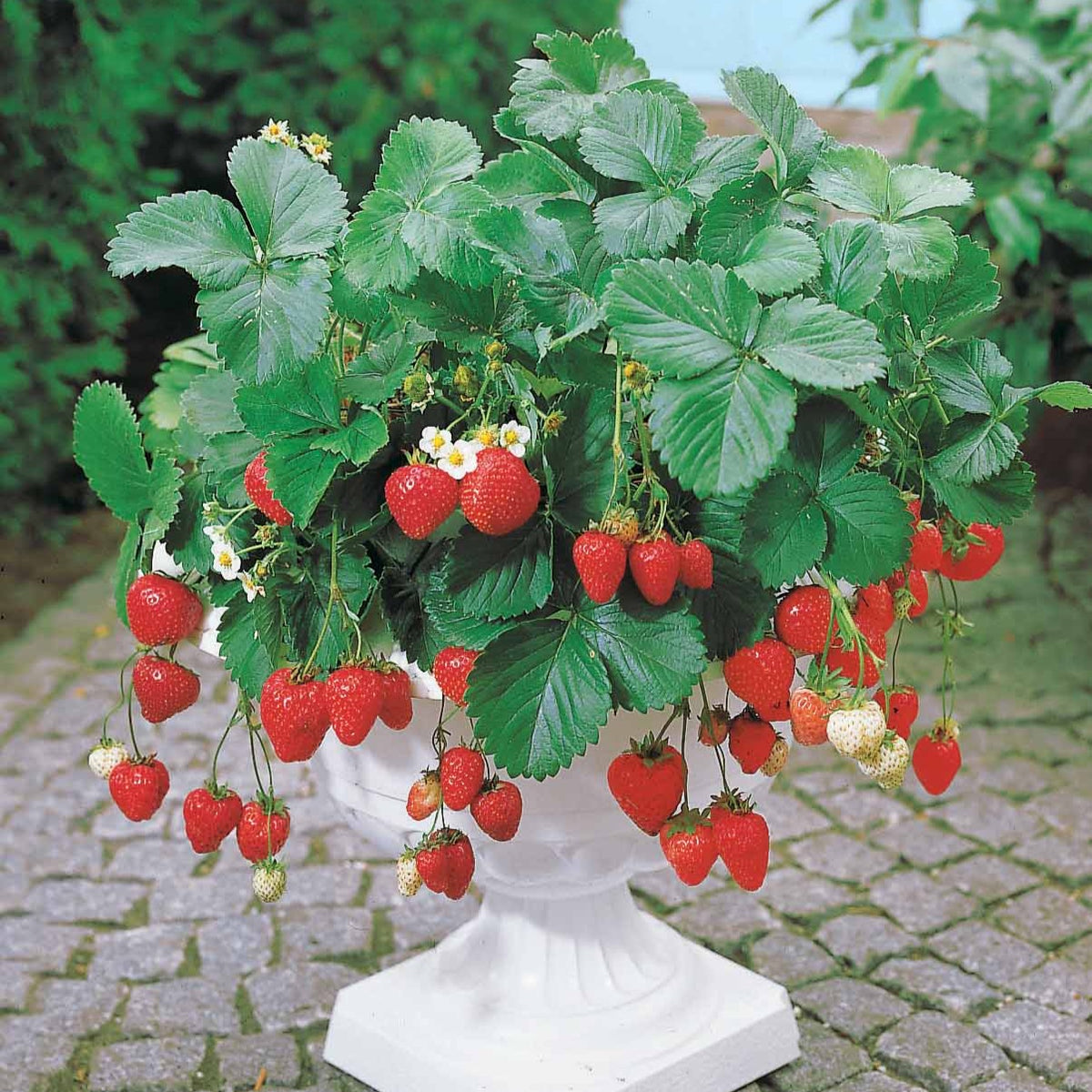 Fraisier remontant Maestro ® - Fragaria maestro ® cov 89.98.1 - Fraisiers