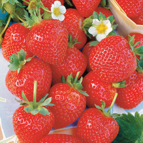 20 Fraisiers remontants La Savoureuse de Willemse ® - Willemse