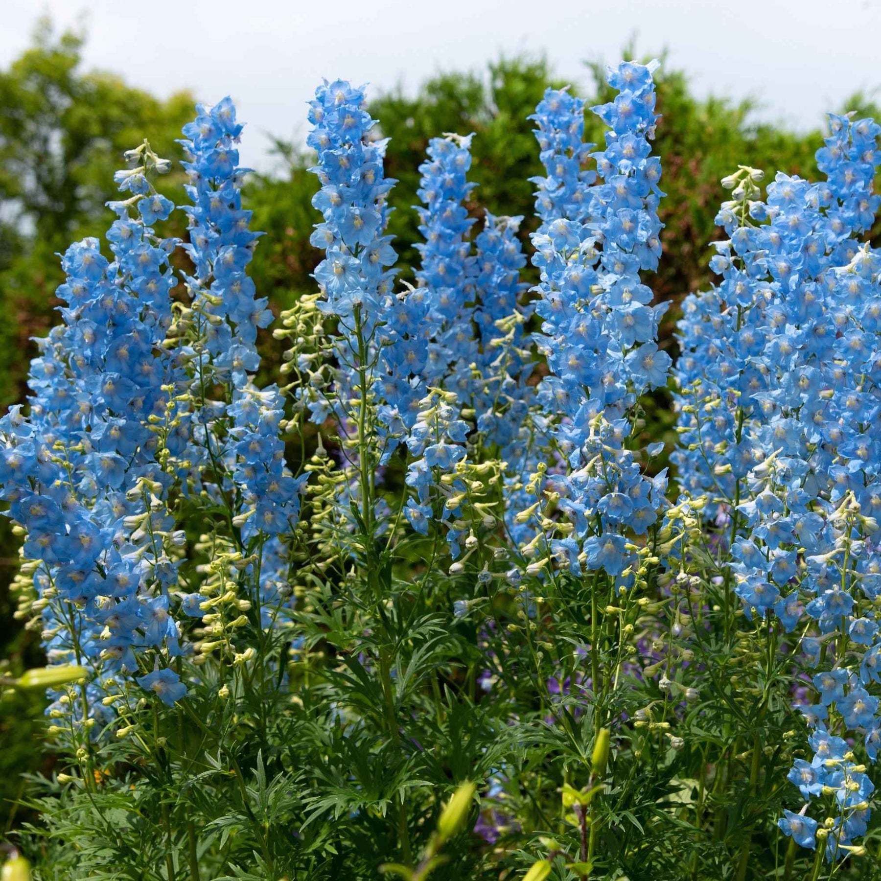 Vente Collection de 11 plantes vivaces pour massifs champêtres - Delphinium, gypsophila paniculata, centranthus ruber