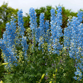 Delphinium ciel bleu - 5 Delphiniums Ciel Bleu - Delphinium