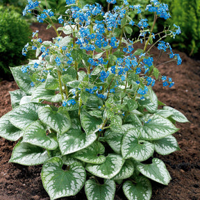 Myosotis - Myosotis du Caucase Emerald Mist ® - Brunnera macrophylla Emerald Mist ®