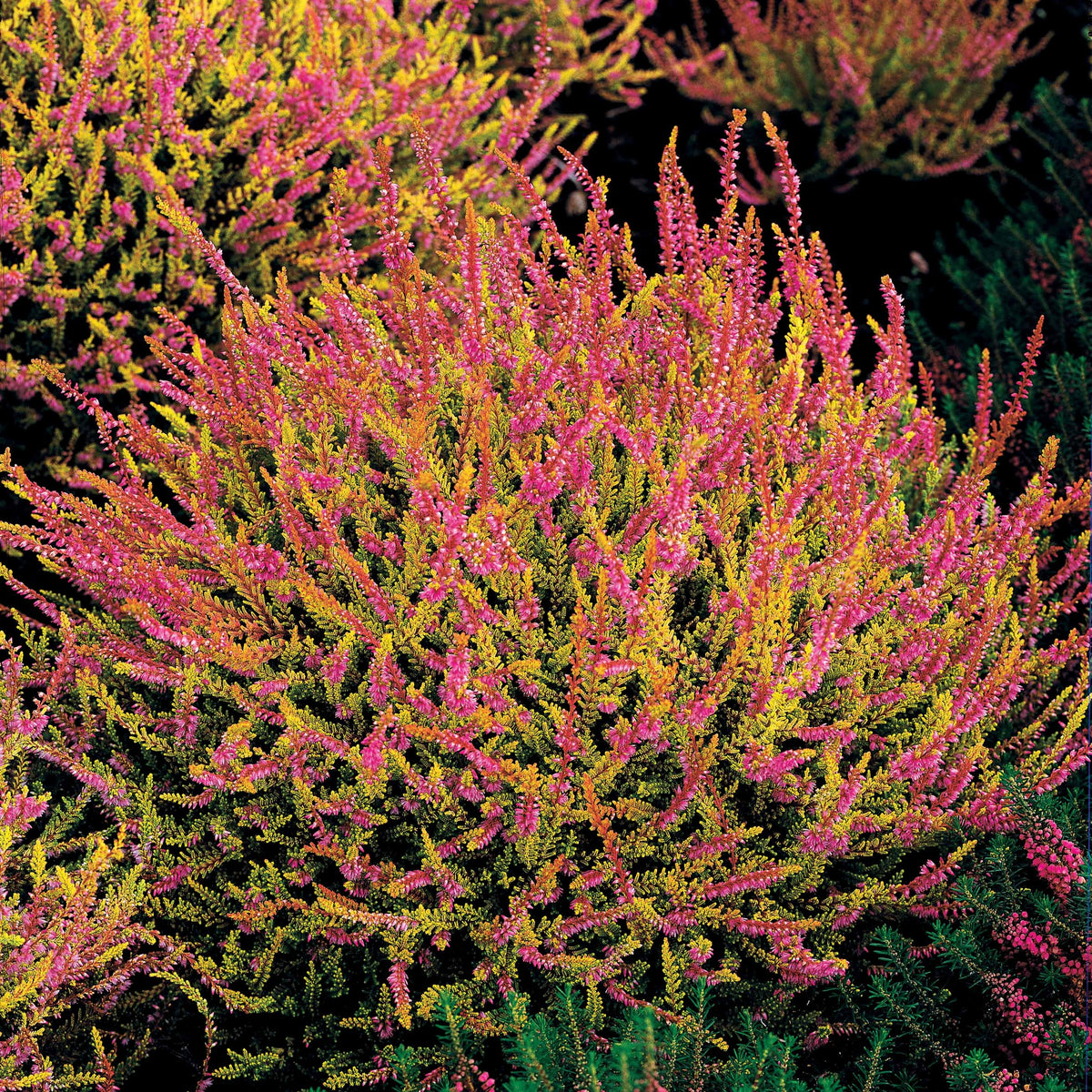 3 Bruyères d'été rose à feuilles jaunes - Calluna vulgaris - Plantes vivaces