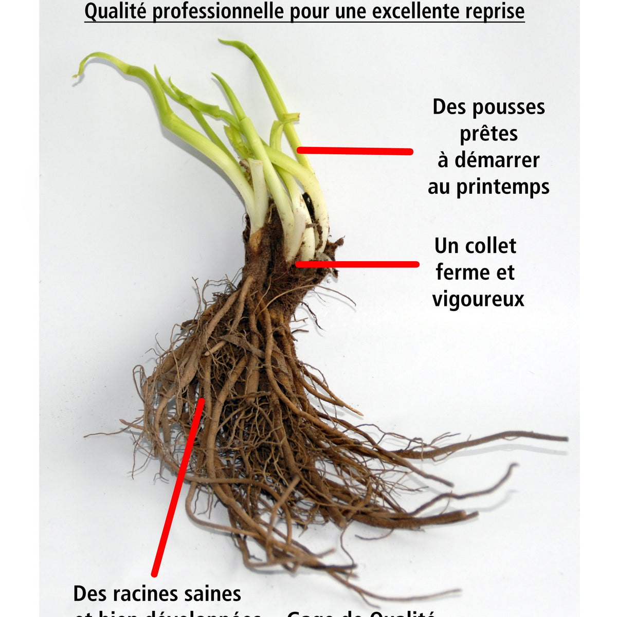 3 Trachélies - Trachelium caeruleum - Willemse