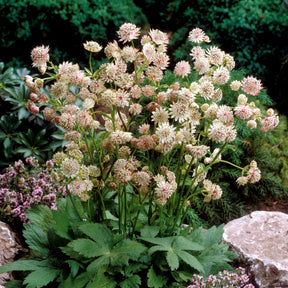 2 Astrances blanches - Astrantia major star of royals - Willemse