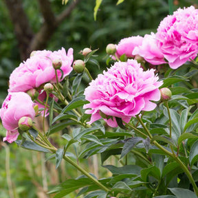 Pivoine rose - Willemse