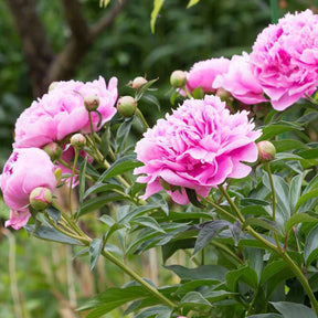 Pivoine rose - Paeonia lactiflora - Plantes