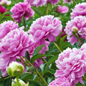 Paeonia lactiflora Sarah Bernhardt - Pivoine rose - Pivoines