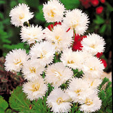2 Œillets Grenadin White - Willemse