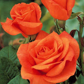 Rosier buisson Doris Tysterman - Willemse