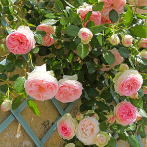 Rosier grimpant Pierre de Ronsard® - Willemse