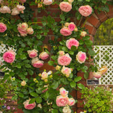 Rosier grimpant Pierre de Ronsard® - Willemse