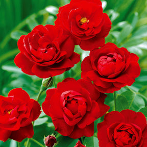 Rosa polyantha - Rosier à massif rouge - Rosier couvre-sol