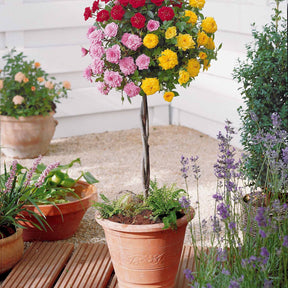 Mini-rosier tricolore sur tige - Rosa (m) - Plantes