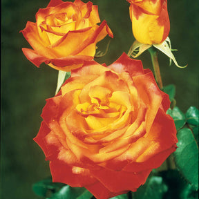 Rosier buisson bicolore - Rosa - Plantes
