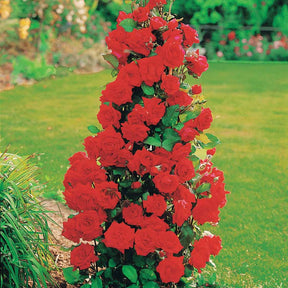 Rosier arbuste Shalom ® - Rosa Shalom - Plantes