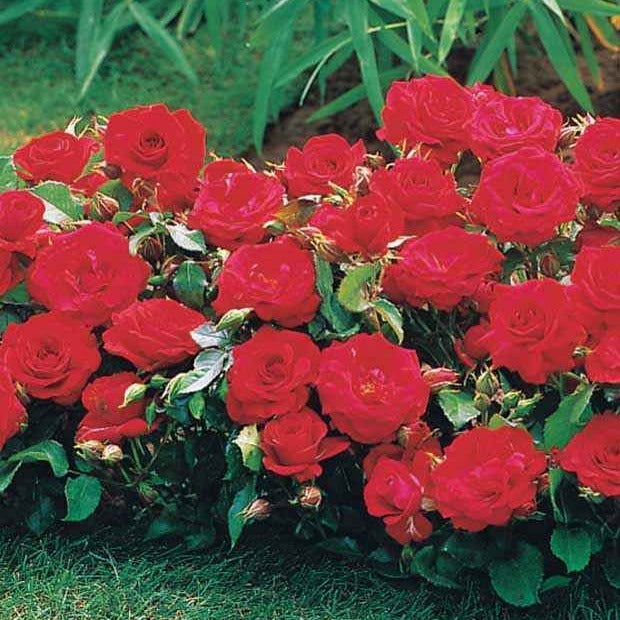 3 Mini-rosiers Randilla rouges - Rosa randilla - Plantes