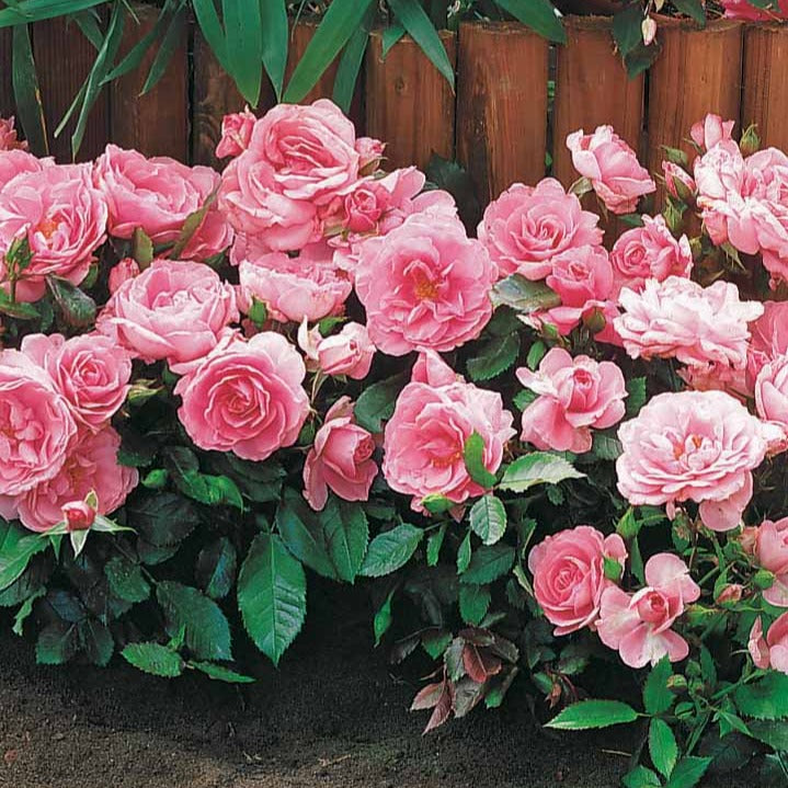 3 Mini-rosiers Randilla roses