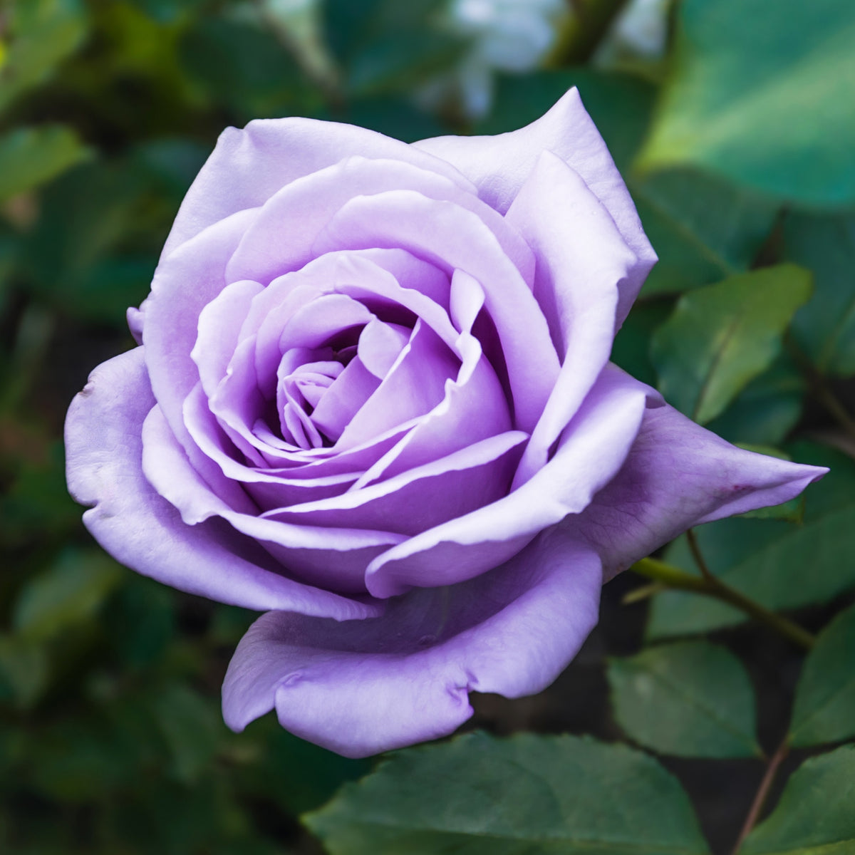 Rosier buisson Lune Bleue