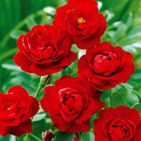 Rosier à massif Lilli Marleen - Rosa polyantha Lilli Marleen - Willemse