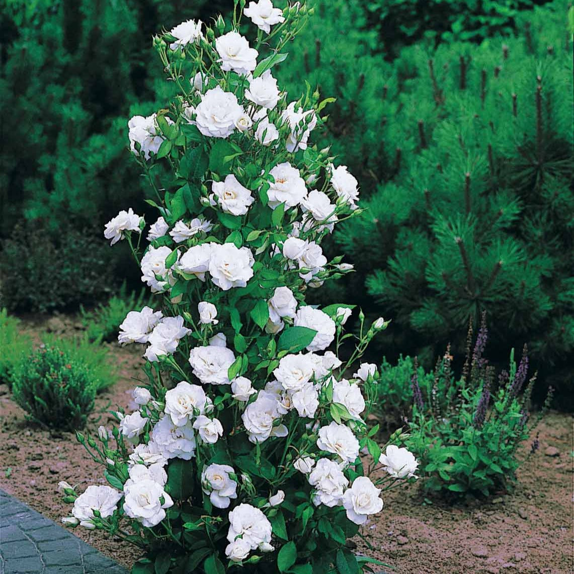 Rosier arbuste Korbin - Rosa korbin - Plantes