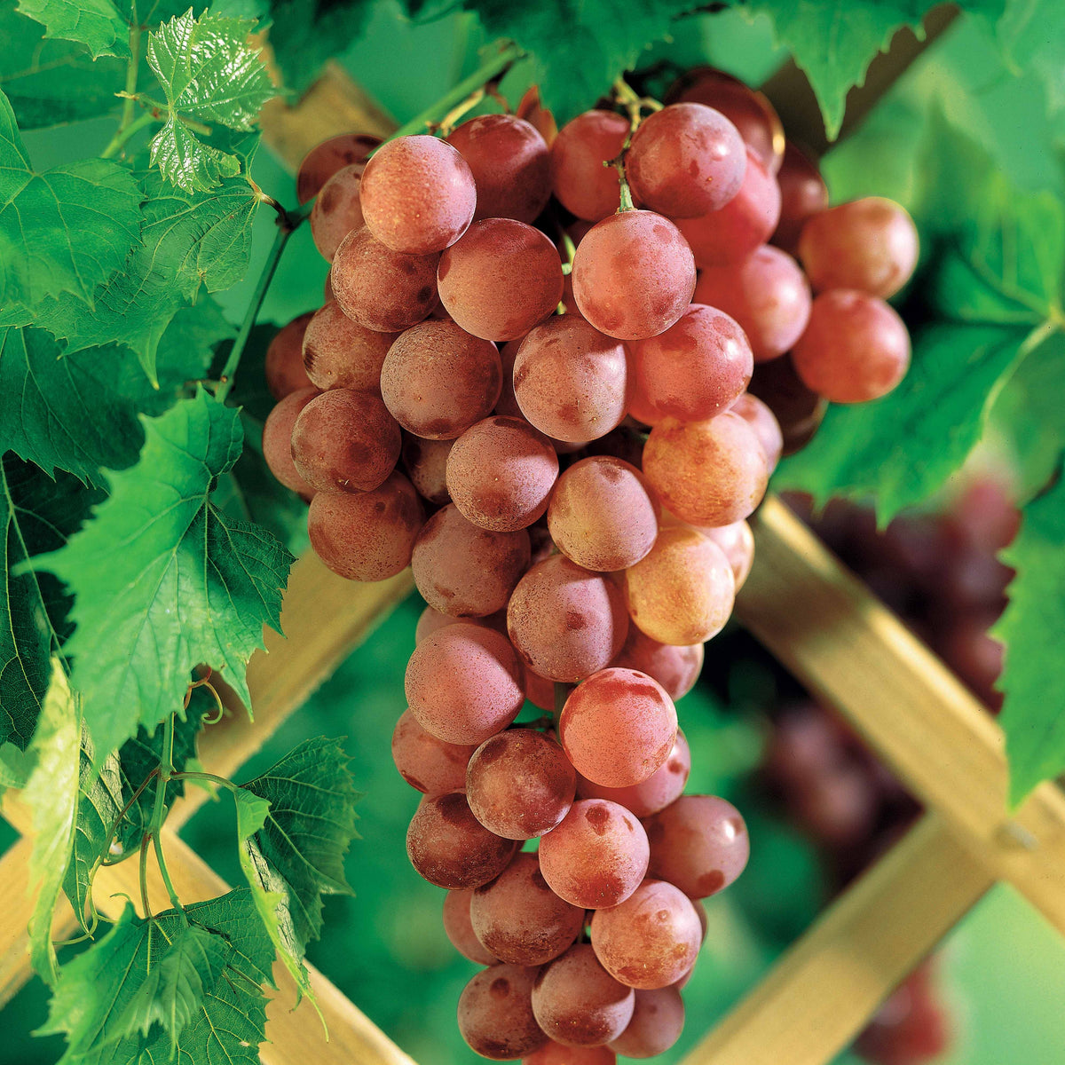 Vigne Chasselas rose - Vitis vinifera chasselas rose - Fruitiers Arbres et arbustes