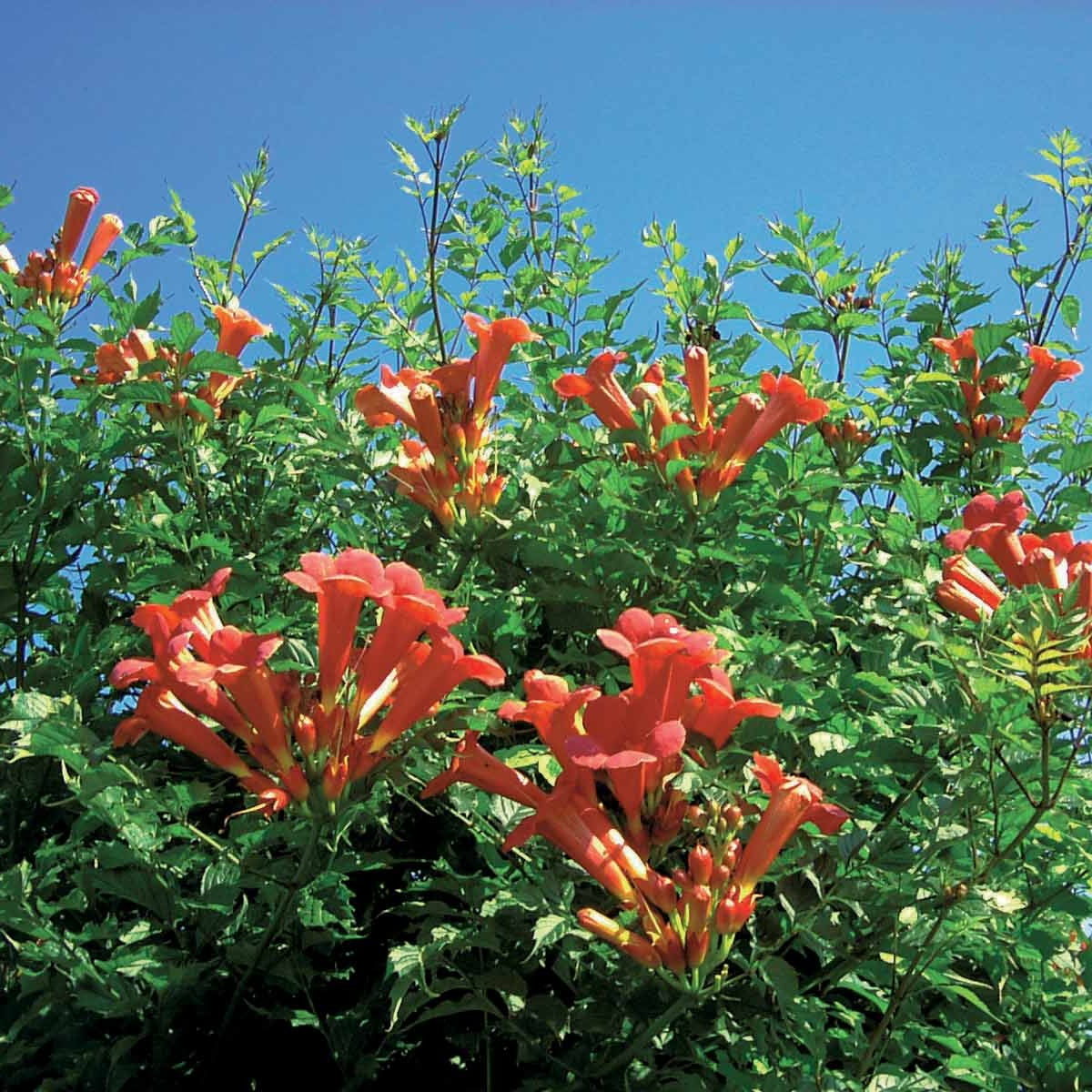 Campsis radicans x tagliabuana Madame Galen - Bignone Madame Galen - Bignone