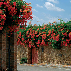 Vente Bignone Madame Galen - Campsis radicans x tagliabuana Madame Galen