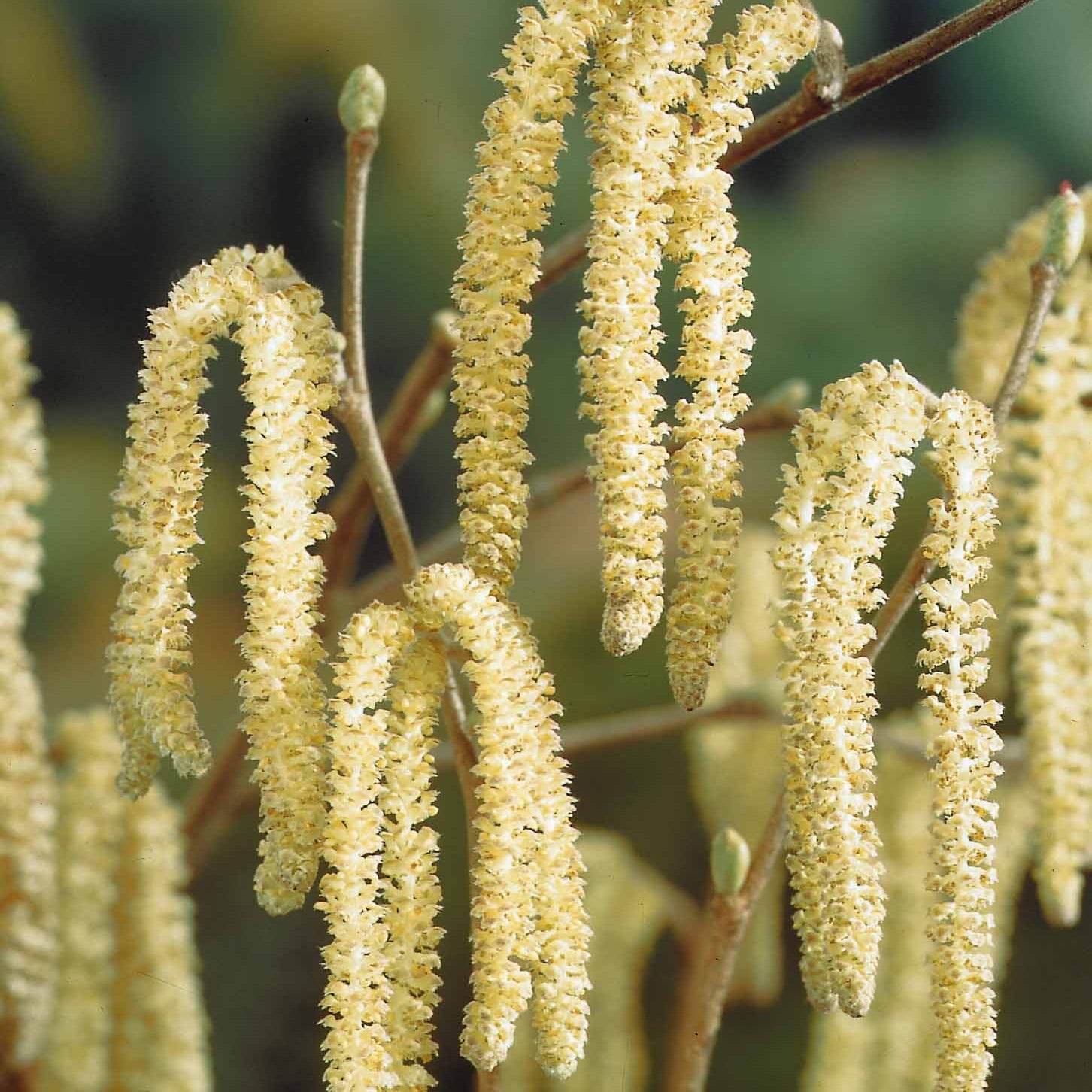 2 Noisetiers vert - Corylus avellana