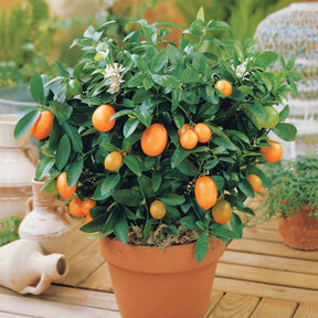 Arbres fruitiers exotiques - Kumquat - Fortunella margarita