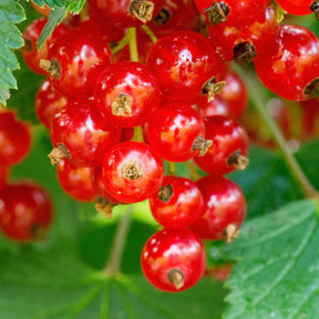 Rubus idaeus 'sumo 2', ribes rubrum 'rovada', frag - Collection de 9 Fruitiers à fruits rouges - Collections de fruitiers