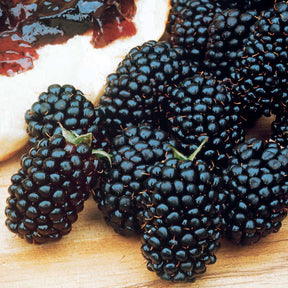 Mûrier Dirksen - Rubus fruticosus dirksen - Willemse