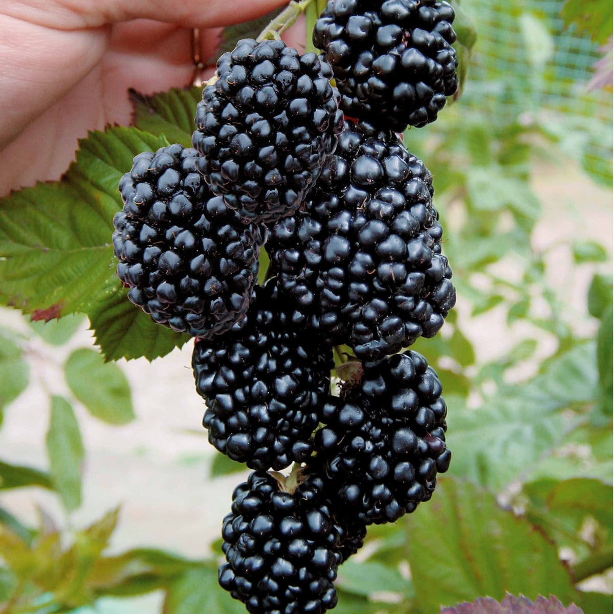 Mûrier aux fruits géants Triple Crown - Rubus fruticosus triple crown - Plantes