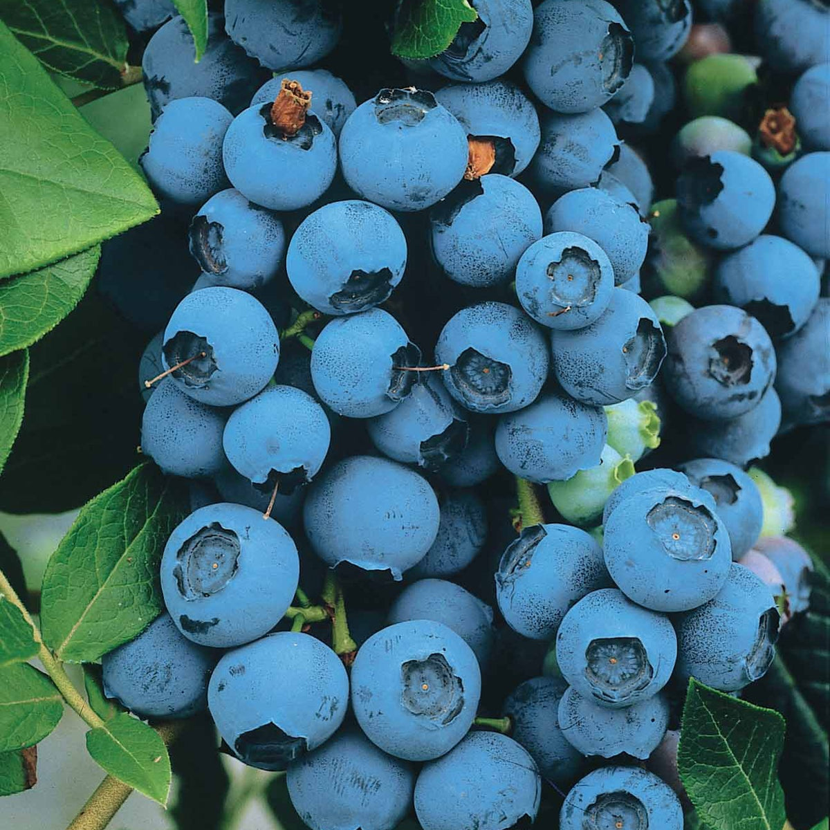 Myrtillier Vitaminos - Willemse