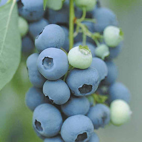 Myrtillier Vitaminos - Vaccinium corymbosum vitaminos - Myrtillier