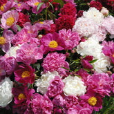 3 Pivoines parfumées rouge, rose, blanche en mélange - Willemse