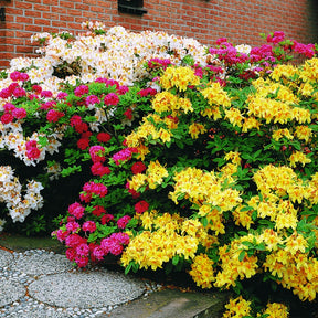Azalée de Chine rouge orangée - Azalea mollis - Willemse