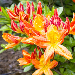 Azalea mollis - Azalée de Chine rouge orangée - Azalées